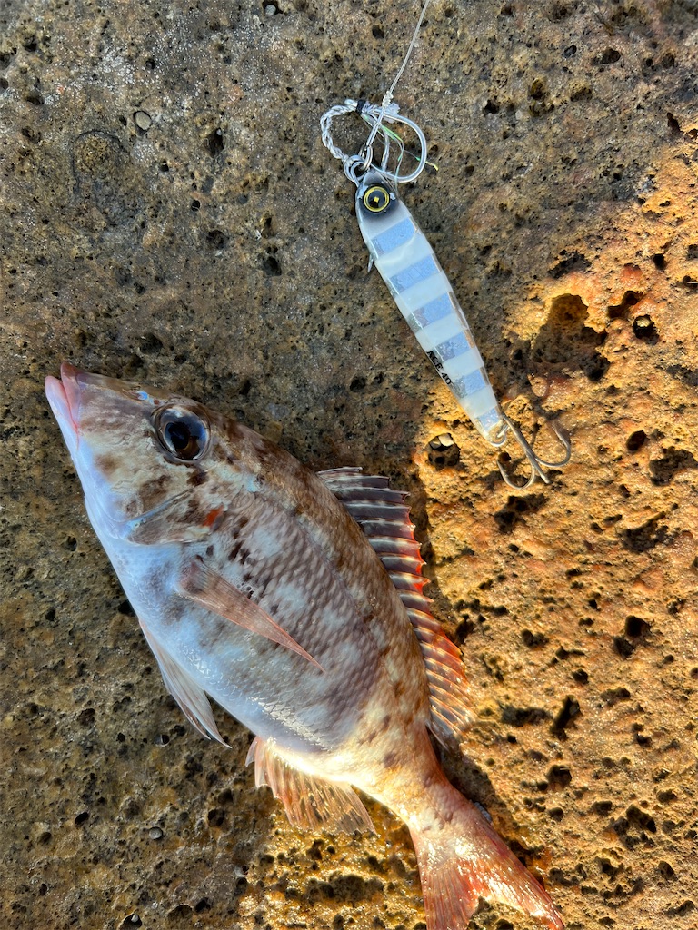 f:id:yasutsuchi2:20211003173111j:image