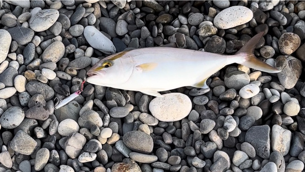 f:id:yasutsuchi2:20211107200106j:image