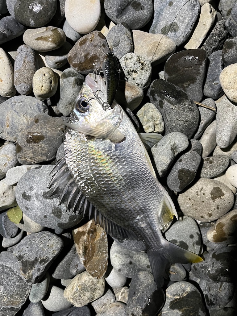 f:id:yasutsuchi2:20220111164456j:image