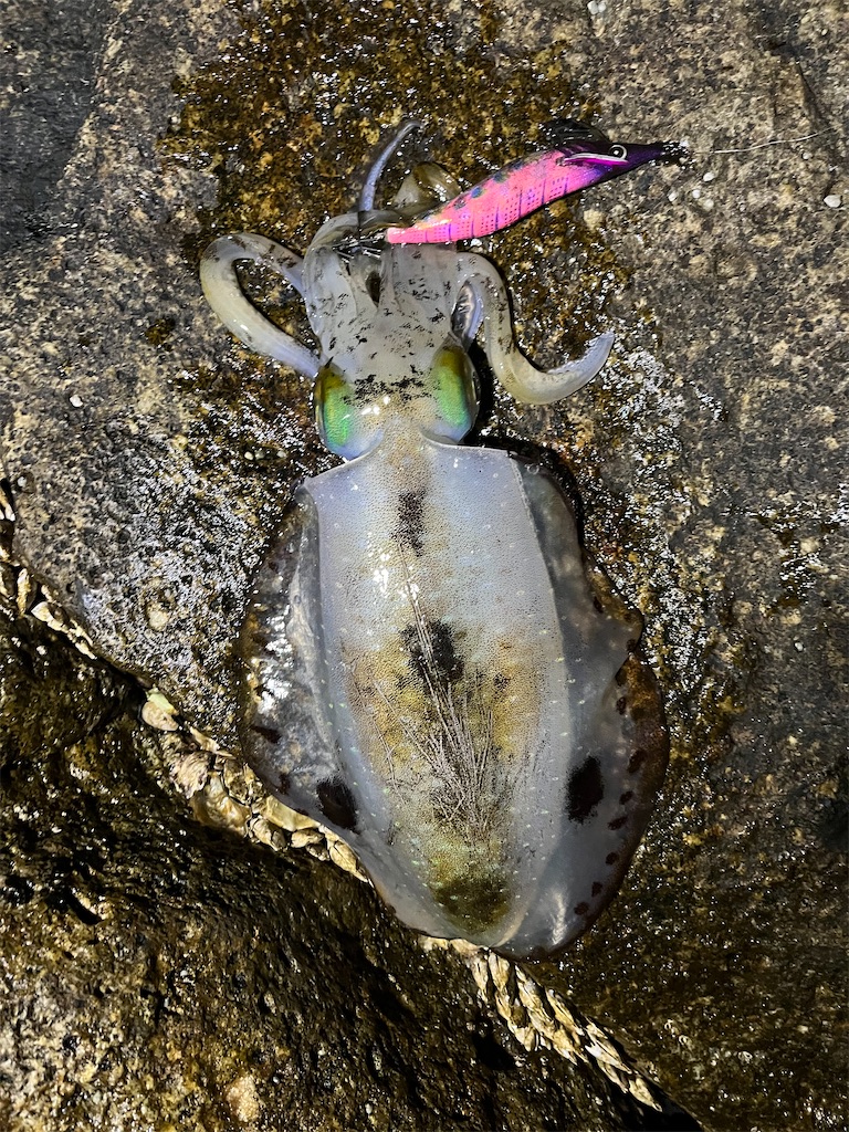 f:id:yasutsuchi2:20220130152857j:image