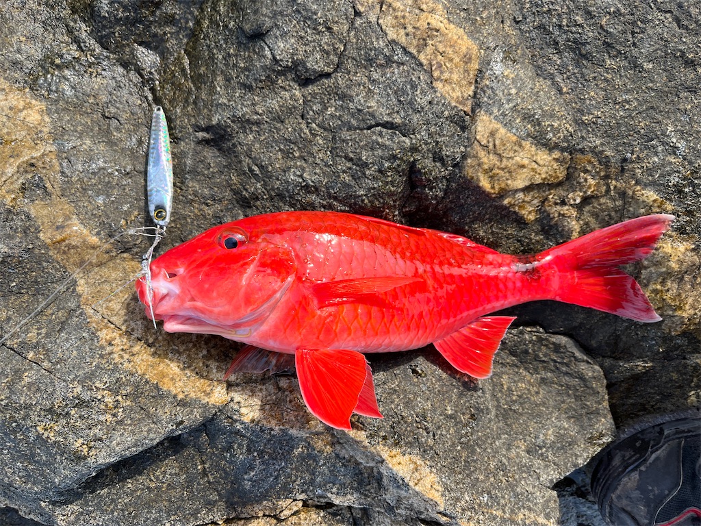 f:id:yasutsuchi2:20220507201253j:image f:id:yasutsuchi2:20220507201253j:image