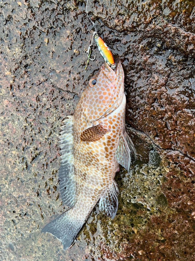 f:id:yasutsuchi2:20220825154007j:image