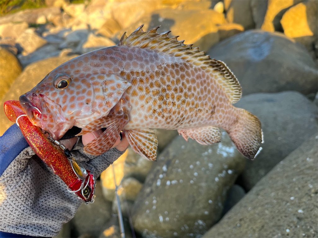 f:id:yasutsuchi2:20221206214149j:image