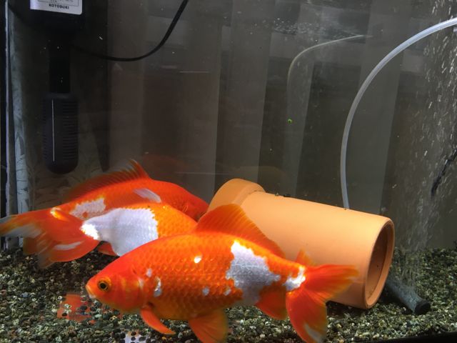 f:id:yaswatercolor:20190805210210j:plain