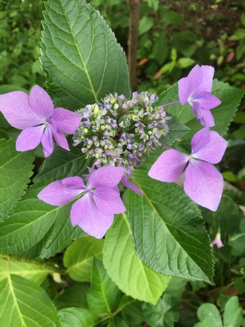 f:id:yaswatercolor:20210605183339j:plain