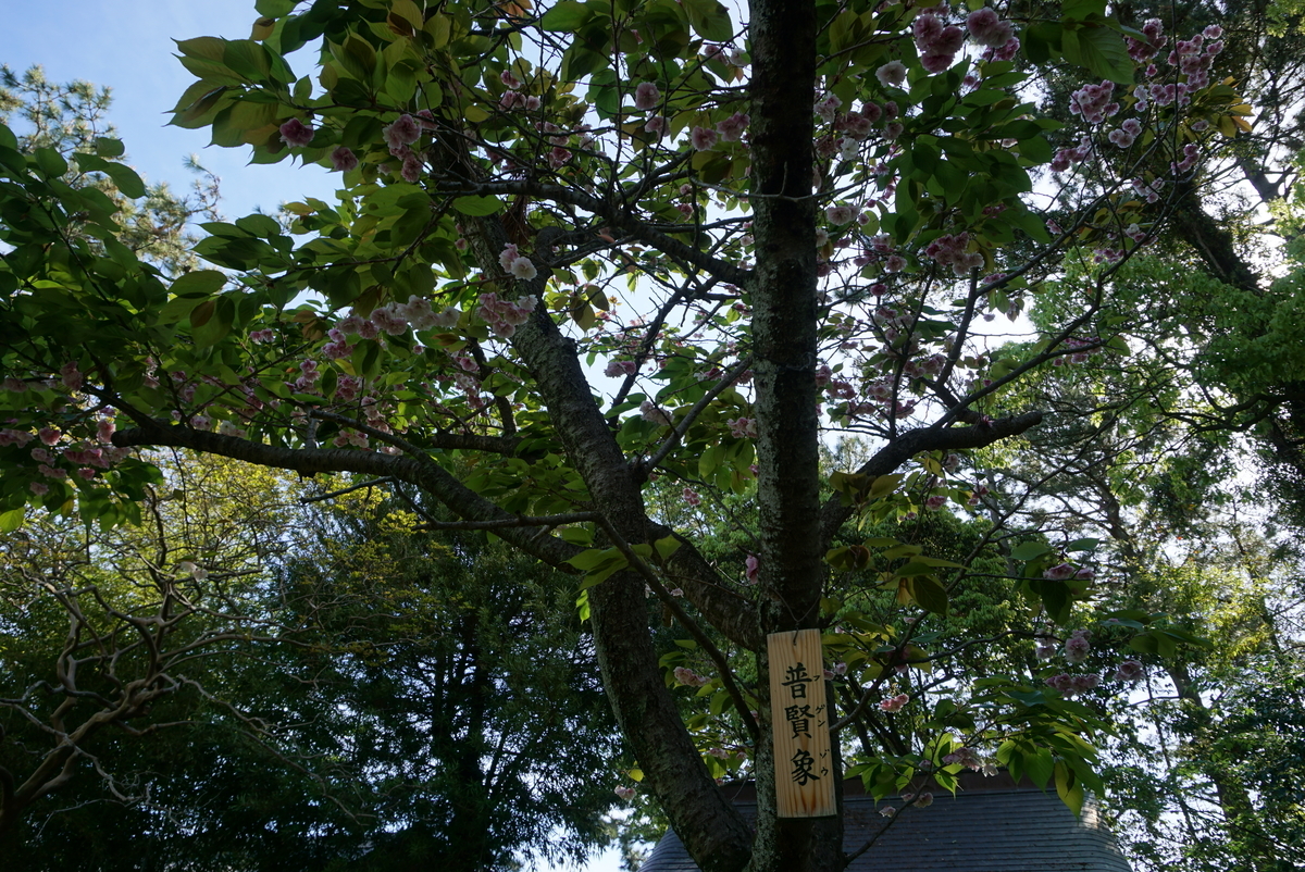 f:id:yatablog:20190429132444j:plain