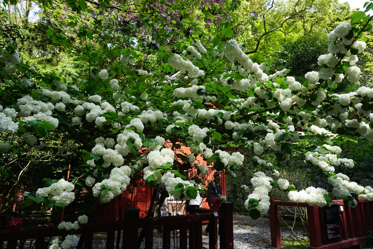 f:id:yatablog:20190504100410j:plain f:id:yatablog:20190504100410j:plain
