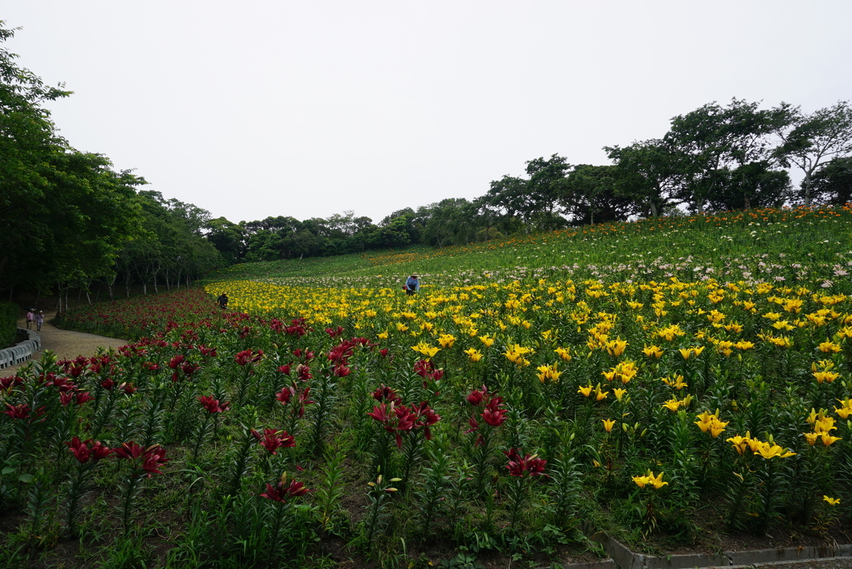 静岡県 袋井市 可睡斎 ゆりの園に行って来ました やた日記