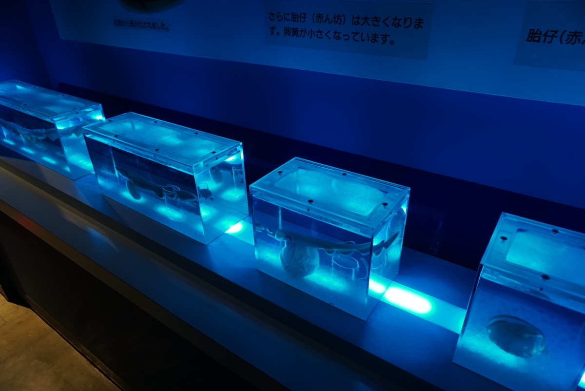f:id:yatablog:20190805195237j:plain f:id:yatablog:20190805195237j:plain