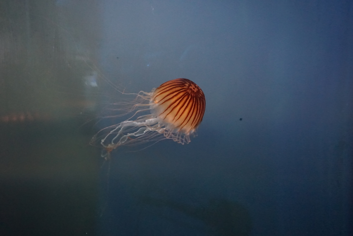 f:id:yatablog:20190805195833j:plain f:id:yatablog:20190805195833j:plain