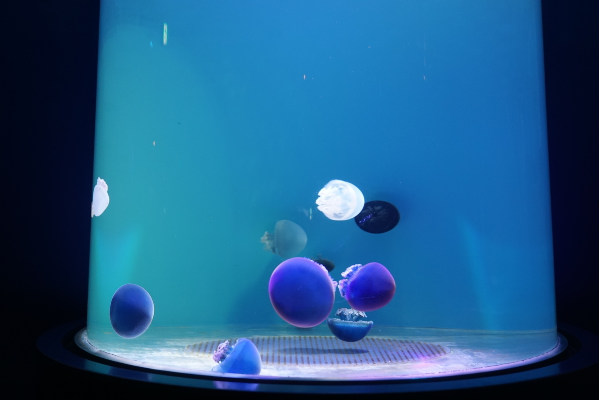 f:id:yatablog:20190805195929j:plain f:id:yatablog:20190805195929j:plain
