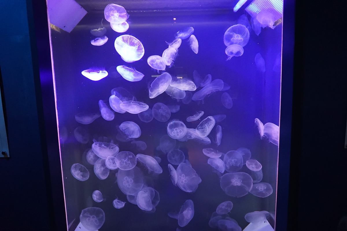 f:id:yatablog:20190805200041j:plain f:id:yatablog:20190805200041j:plain