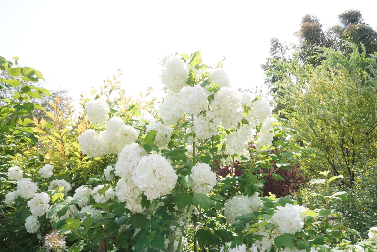 f:id:yatablog:20210505132612j:plain