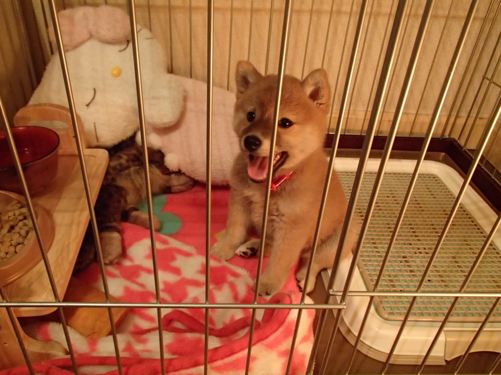 ペットの名前の付け方？！ - 柴犬チャーとアメショー共同生活