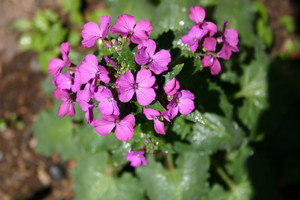 月に由来する「ルナリア」の花