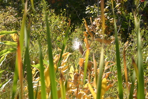 f:id:yatsugatake:20060914065926j:image:right
