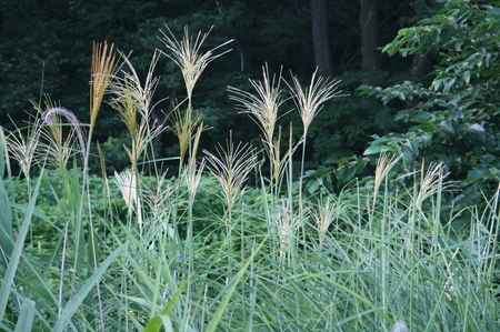 f:id:yatsugatake:20070822060945j:image:left f:id:yatsugatake:20070822060945j:image:left