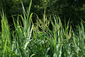 f:id:yatsugatake:20070822081049j:image:left f:id:yatsugatake:20070822081049j:image:left