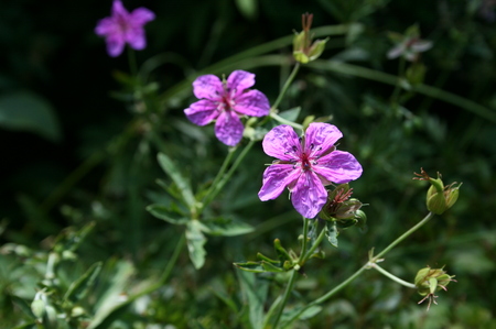 f:id:yatsugatake:20070822130507j:image f:id:yatsugatake:20070822130507j:image