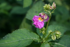 f:id:yatsugatake:20070823175737j:image