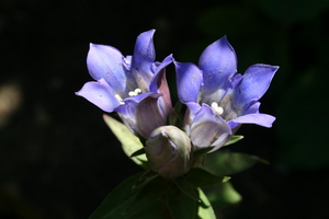 f:id:yatsugatake:20071020104545j:image:left