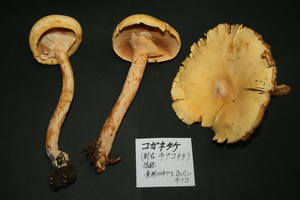 個別 コガネタケ 黄金茸 の写真 画像 Yatsugatake S Fotolife 個別 コガネタケ 黄金茸 の写真 画像 Yatsugatake S Fotolife