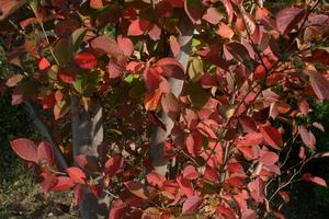 f:id:yatsugatake:20071025141910j:image:left f:id:yatsugatake:20071025141910j:image:left