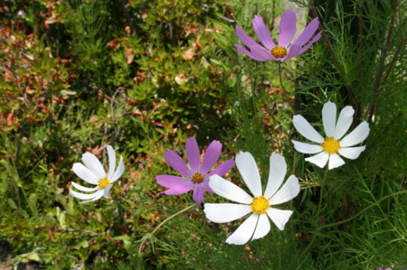 f:id:yatsugatake:20080704111804j:image f:id:yatsugatake:20080704111804j:image