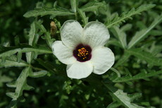 f:id:yatsugatake:20080805095624j:image