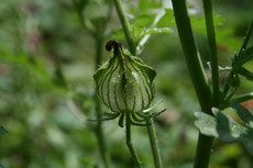 f:id:yatsugatake:20080805095829j:image f:id:yatsugatake:20080805095829j:image