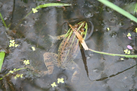 f:id:yatsugatake:20080806153852j:image f:id:yatsugatake:20080806153852j:image