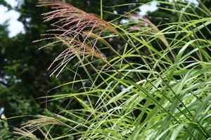 f:id:yatsugatake:20080826103652j:image:left f:id:yatsugatake:20080826103652j:image:left