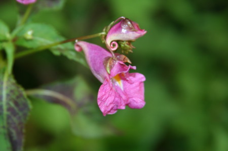 f:id:yatsugatake:20080831174651j:image f:id:yatsugatake:20080831174651j:image