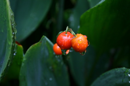 f:id:yatsugatake:20080922111229j:image f:id:yatsugatake:20080922111229j:image