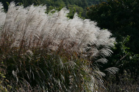 f:id:yatsugatake:20081019101134j:image f:id:yatsugatake:20081019101134j:image