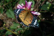 f:id:yatsugatake:20081019105550j:image f:id:yatsugatake:20081019105550j:image