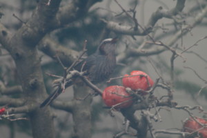 f:id:yatsugatake:20081222145741j:image:right f:id:yatsugatake:20081222145741j:image:right