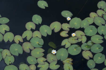 個別「2時に咲いた「ヒツジグサ（羊草）」（21．7．17）」の写真、画像 - yatsugatake's fotolife