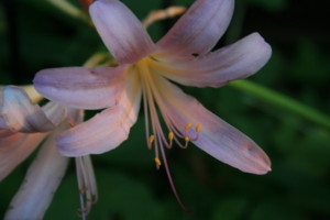f:id:yatsugatake:20090817174440j:image:left