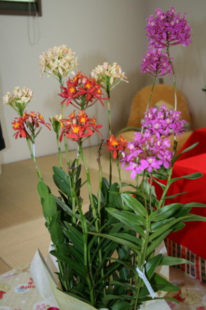 f:id:yatsugatake:20100228120012j:image:right f:id:yatsugatake:20100228120012j:image:right