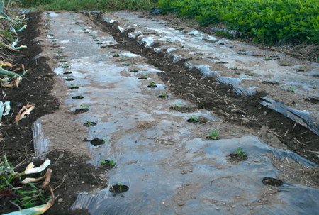 f:id:yatsugatake:20100909173458j:image