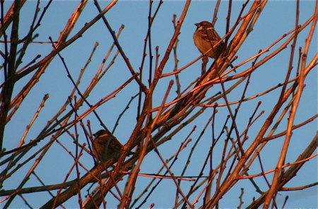 イチョウの木、風を避ける小鳥。（２．１２．２０）