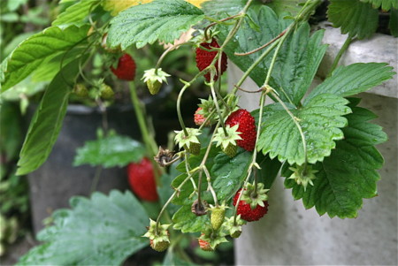 「ワイルドストローベリー」の花と実。（２３．６．１９）