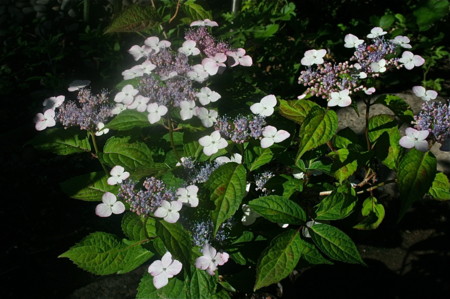 f:id:yatsugatake:20110706073329j:image