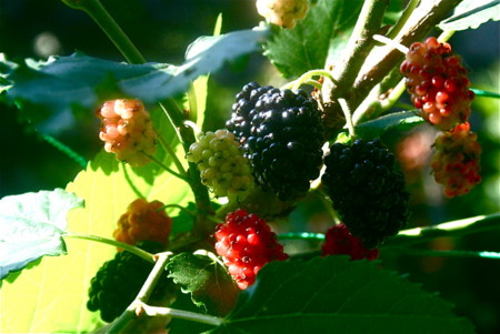 f:id:yatsugatake:20110706074313j:image
