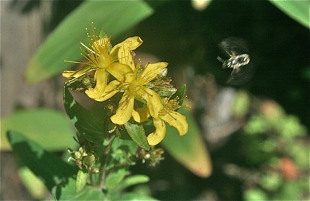「オトギリソウ（弟切草）」に小さな虫が…。（２３．７．１３）