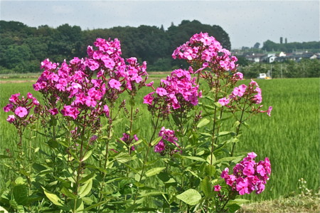 早くも咲いた「クサキョウチクトウ」の花。（２３．７．１３）
