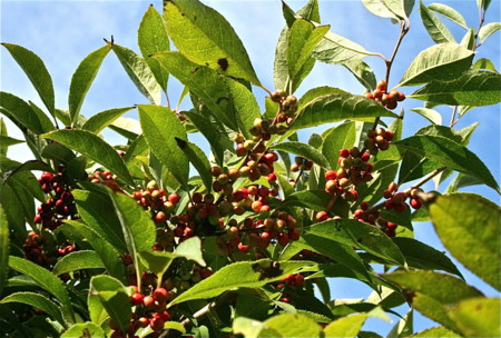 f:id:yatsugatake:20110909081420j:image