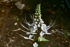 f:id:yatsugatake:20110909123423j:image