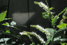 f:id:yatsugatake:20110909123645j:image